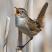 marsh wren