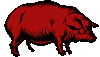 pig